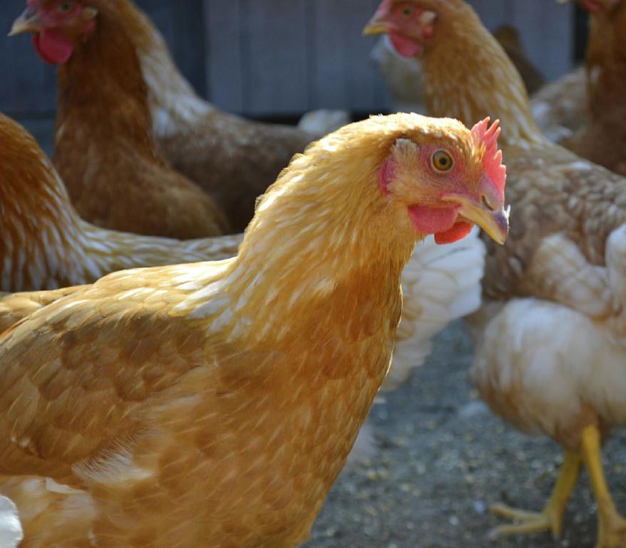 Agriturismo Fiamberta Panzió Certosa di Pavia Kültér fotó